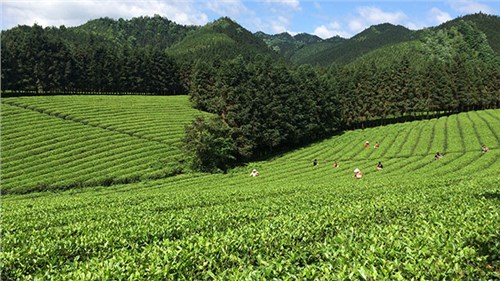 農(nóng)業(yè)部牽頭成立中國茶產(chǎn)業(yè)聯(lián)盟，公司選為副理事長單位