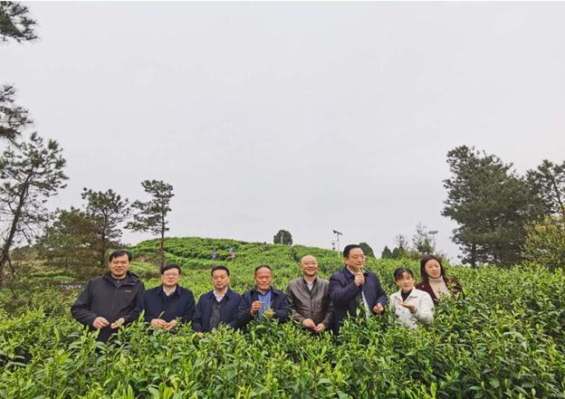 公司負(fù)責(zé)人陪同省供銷社、湘西州領(lǐng)導(dǎo)一行調(diào)研我司青干村茶葉扶貧示范基地